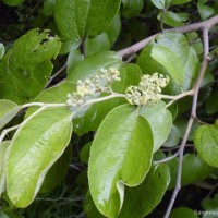 Ziziphus xylopyrus (Retz.) Willd.